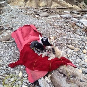 Meet your Posher, Ganise